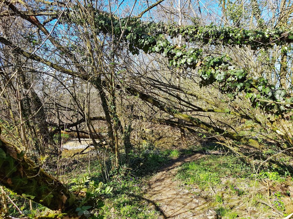 Ivy on the branch