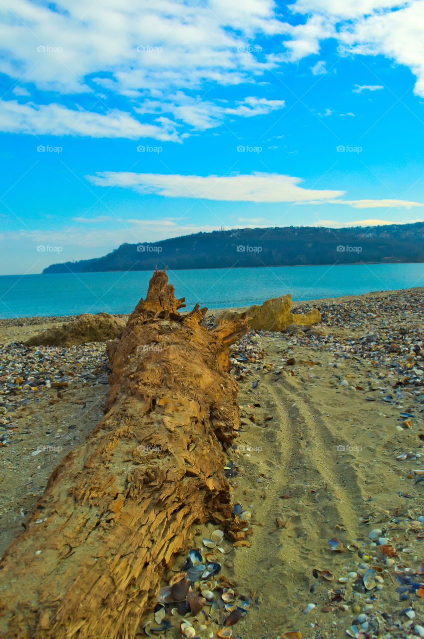 old tree at the beach