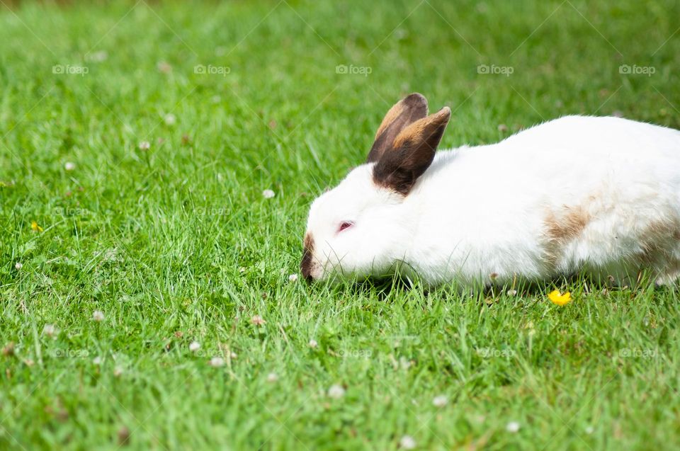 white rabbit with black ears nibbles green grass in the park, year of the rabbit 2023, easter bunny