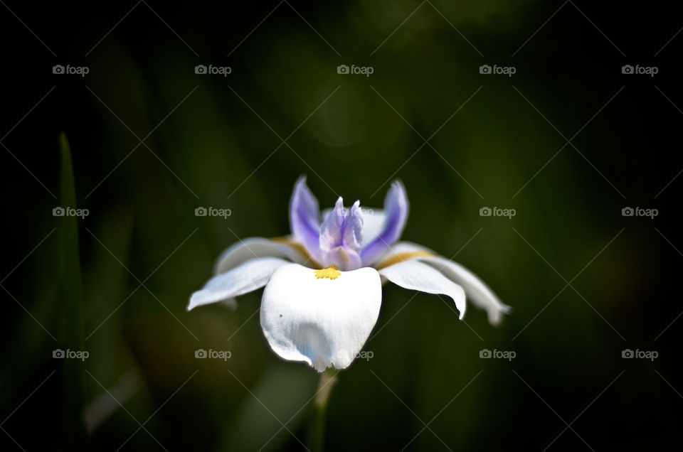 A single orchard . This beautiful flower stood out the most 