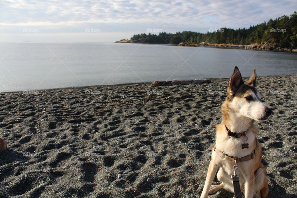 My dog at the beach