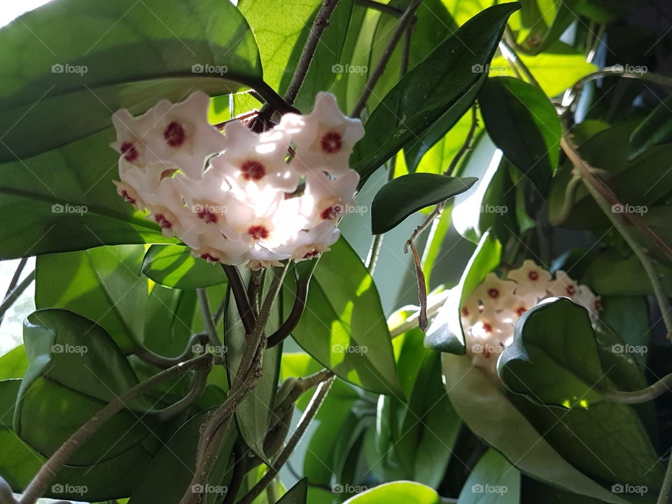 star flowers in green wall