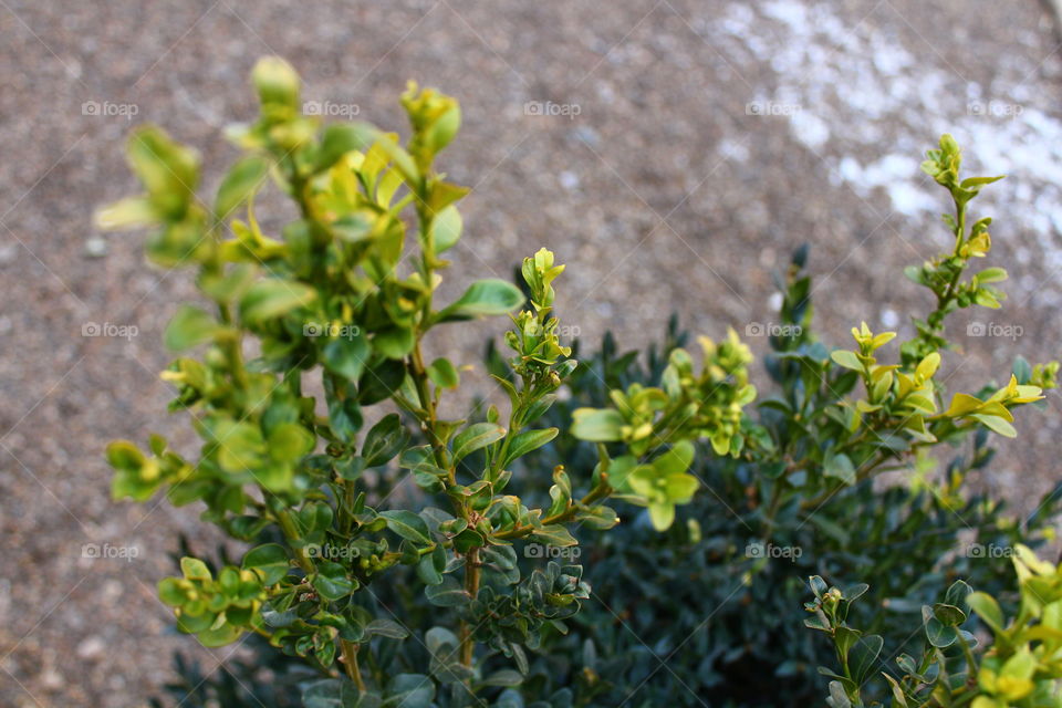 Close-up macro shot of green plant