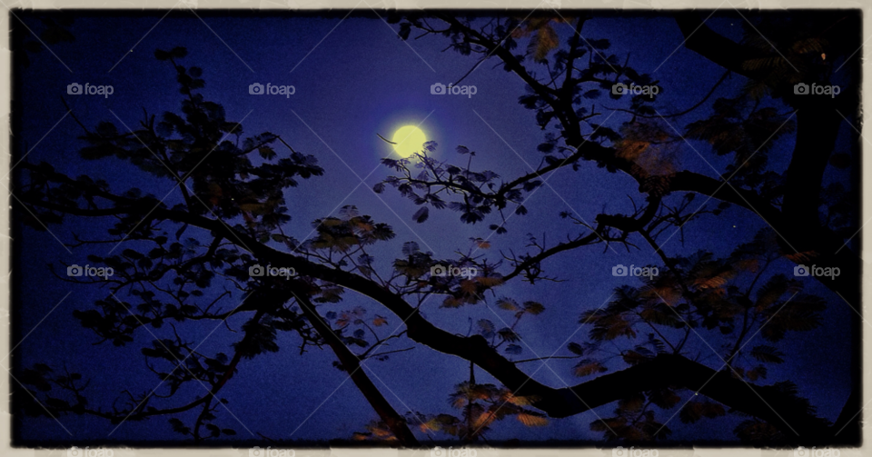 sky blue tree clear by trist9