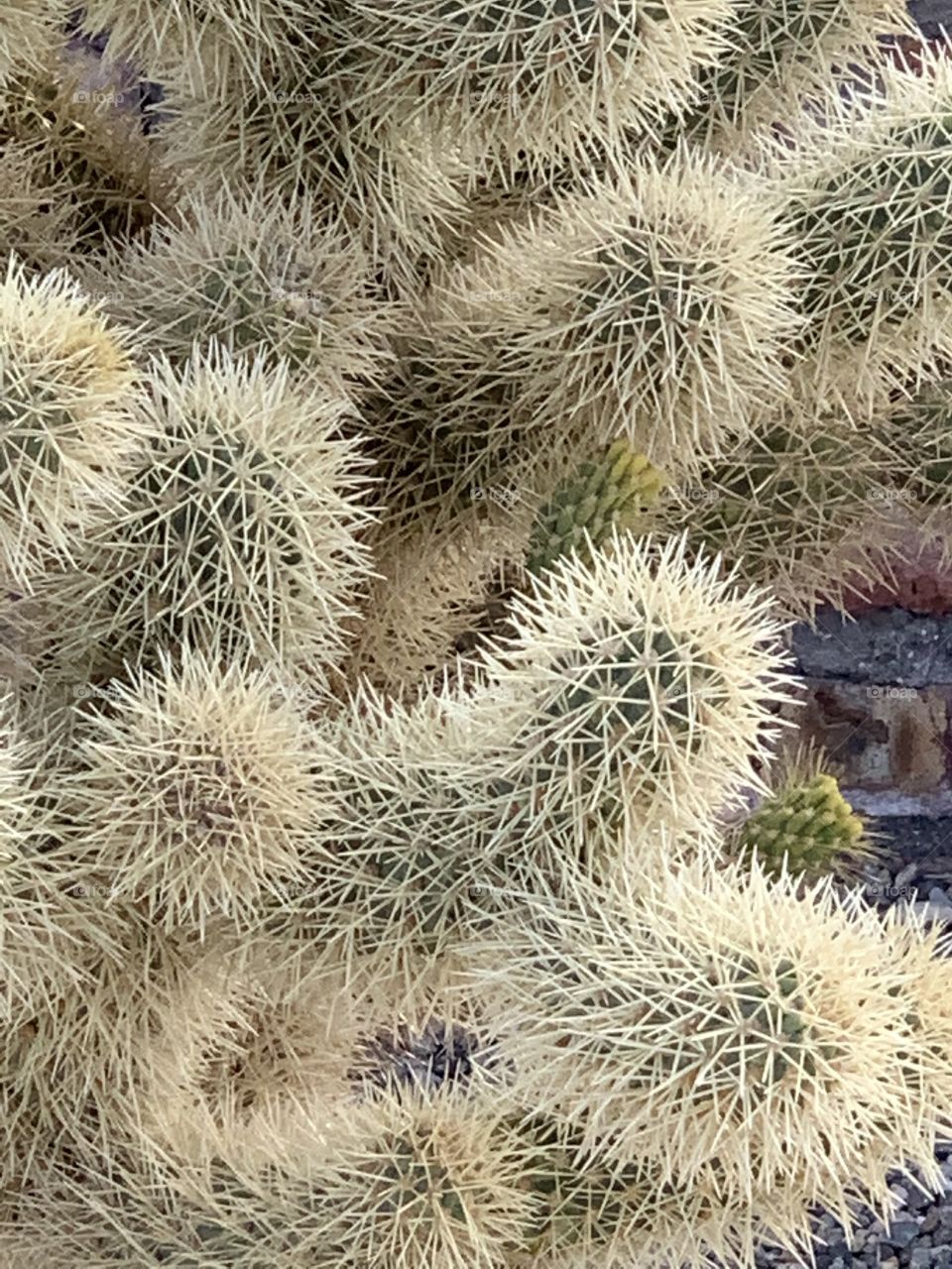 La Cholla Cactus