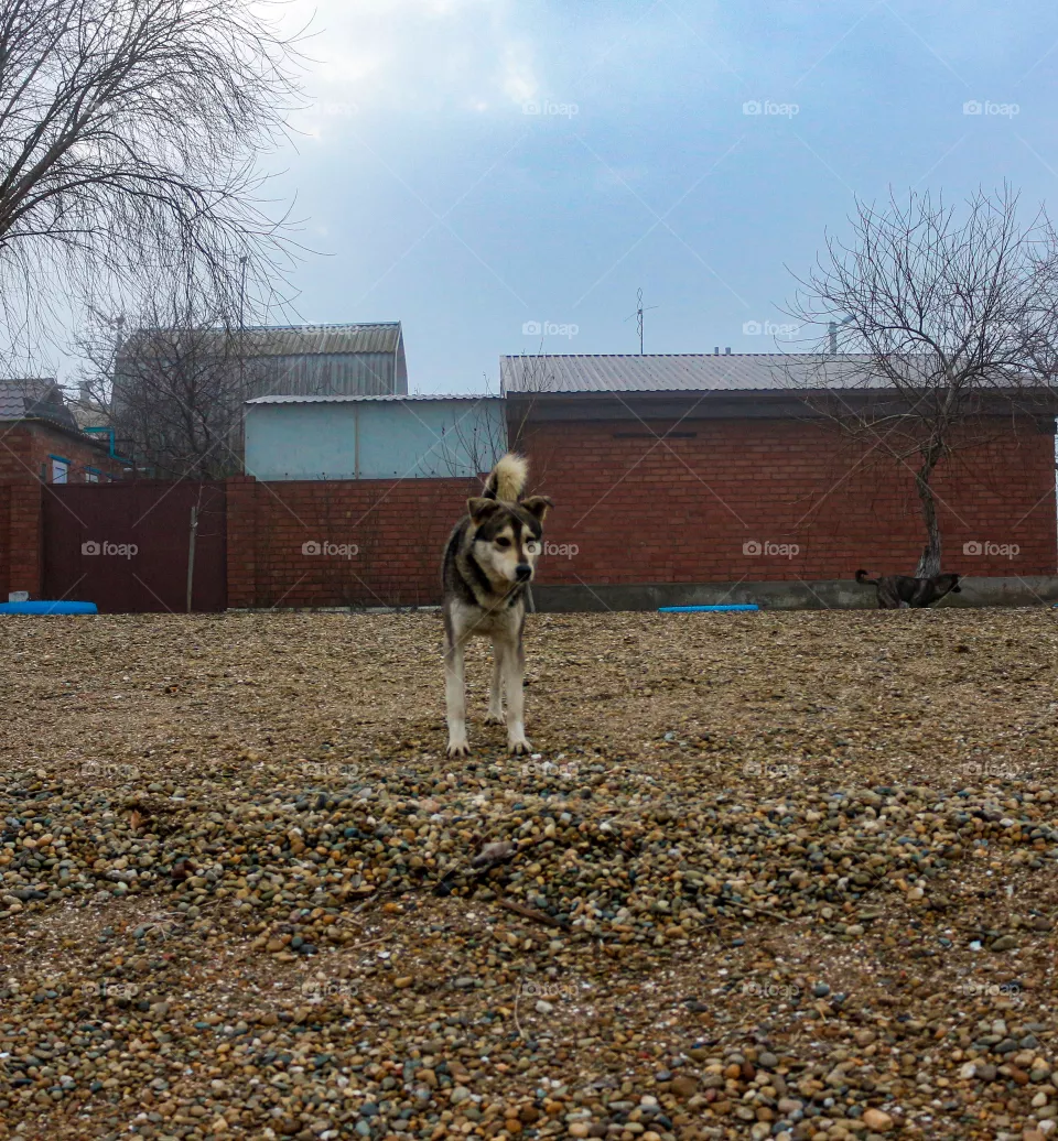 Dog