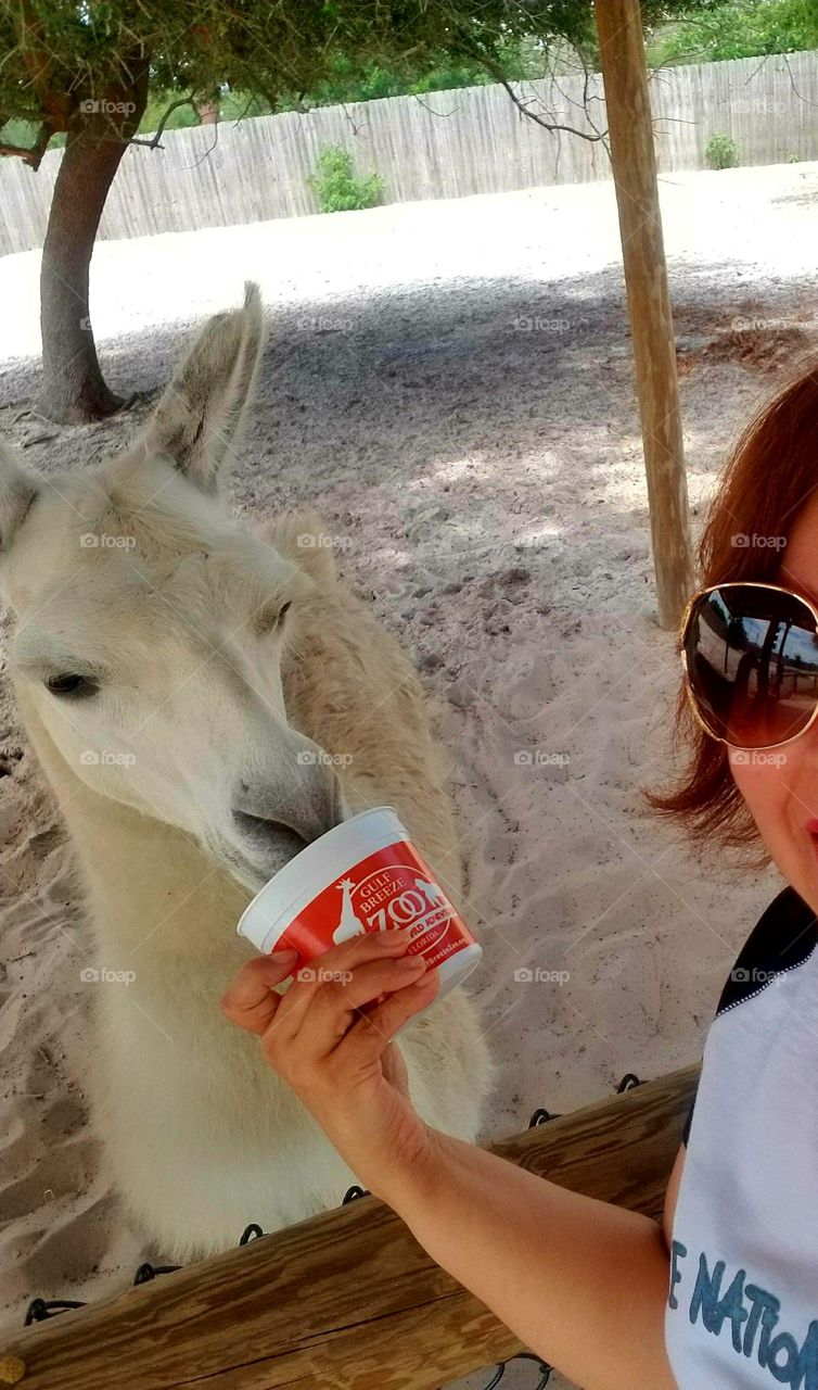 Golf Breeze Zoo Florida