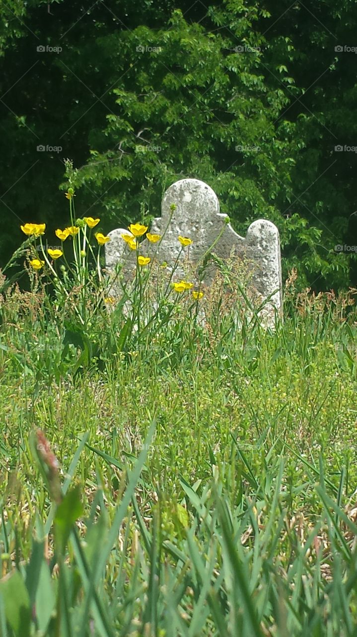 Tombstone and Buttercups
