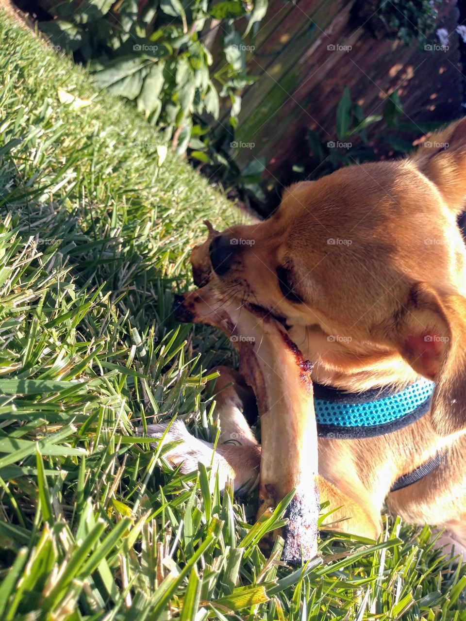 knick knack patty wack give a dog a bone