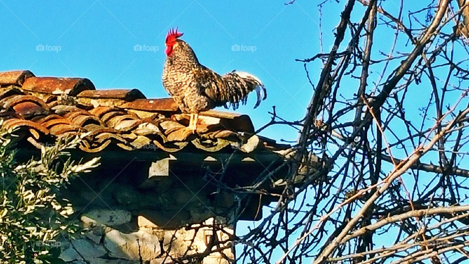 Rooster on Roof
