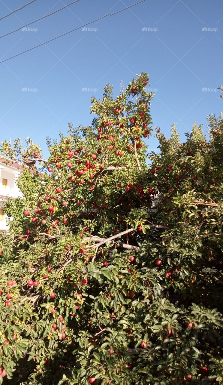 Apple Orchards