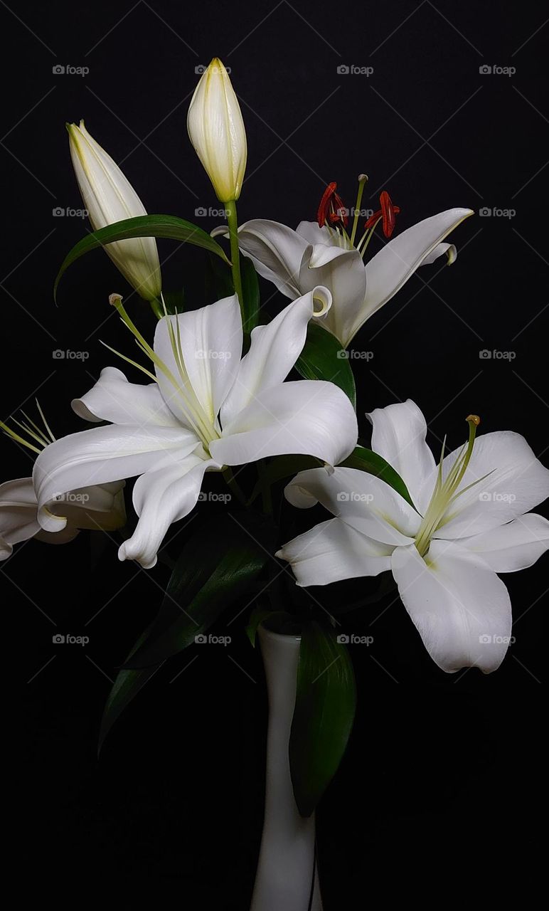 Lily🤍 Lily🤍Lily🤍Flowers in the vase🤍Blooming🤍 Buds🤍
