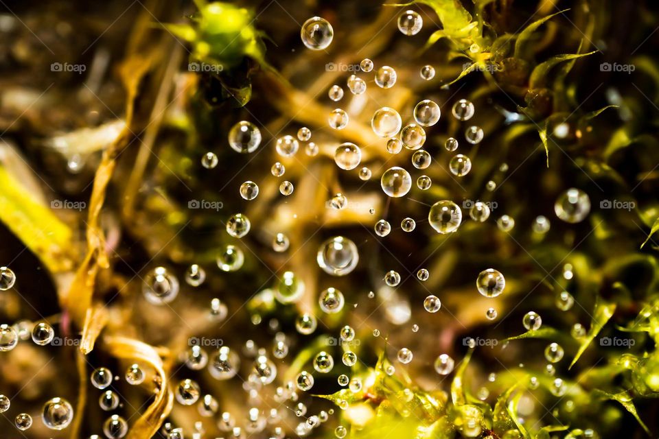 Floating dropplets on spider web