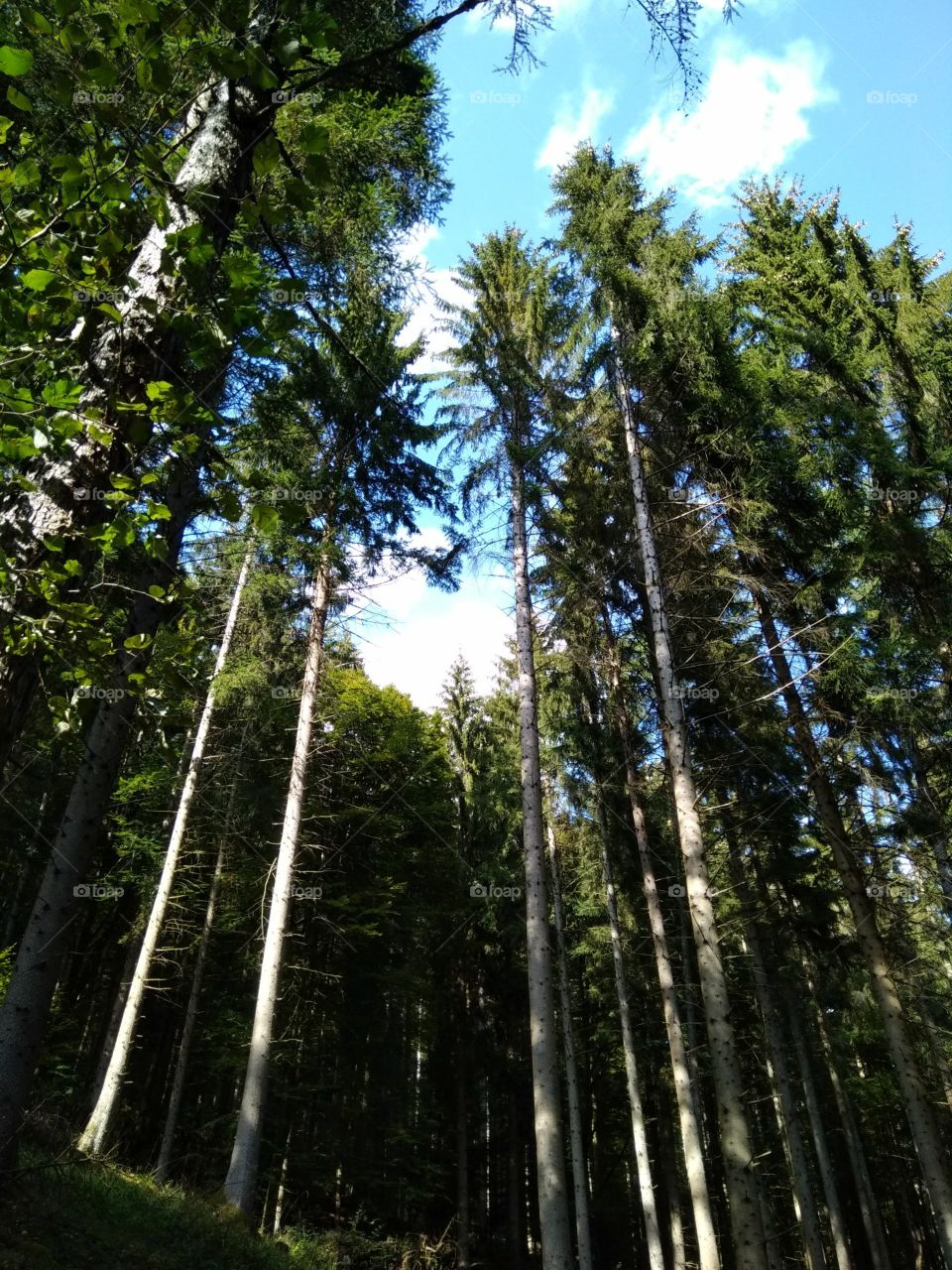 Schwarzwald
