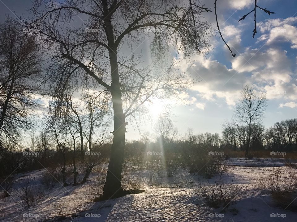 Winter forest 