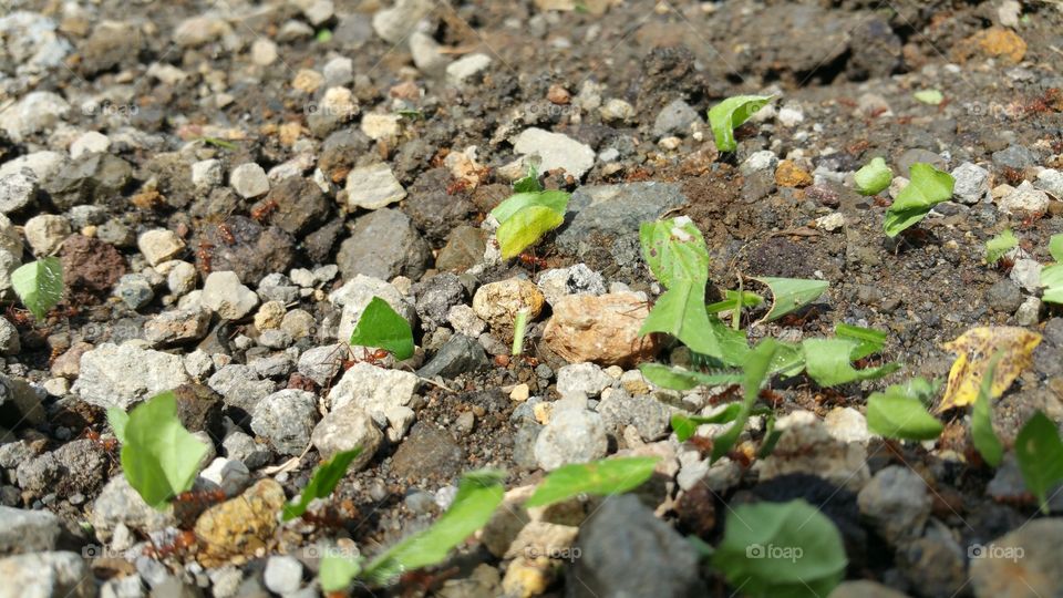 Leaf cutter ants working hard in La Fortuna Costa Rica