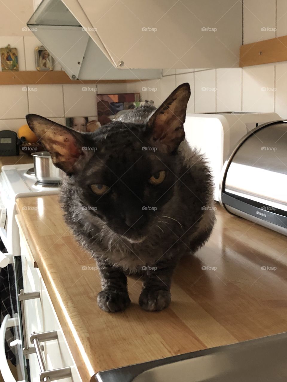 Cat Cornish Rex ❤️