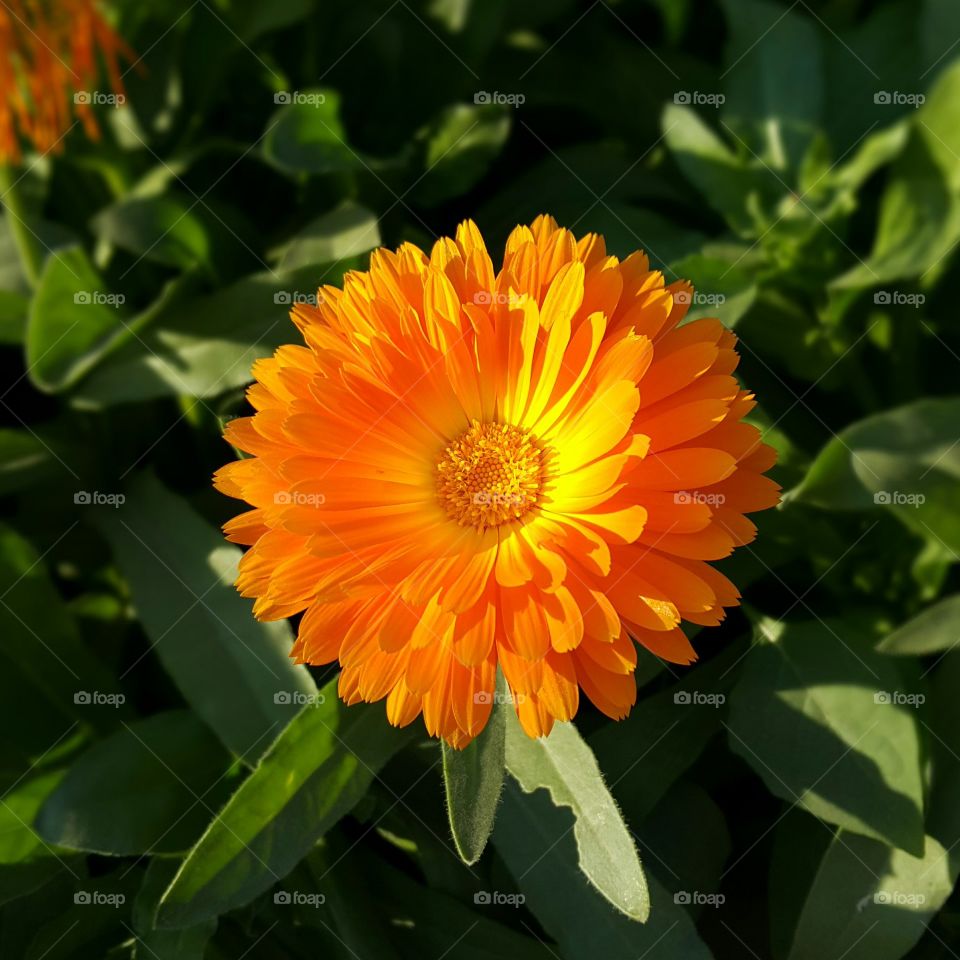 Sunshine flower!. Attention taking beauty! 