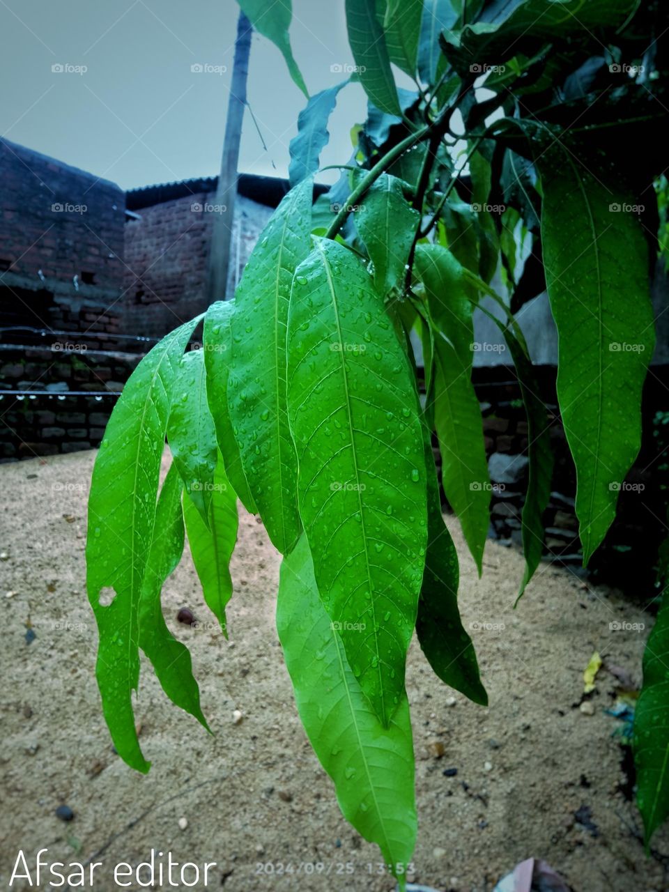 Evening leaflet Editing HD Photo