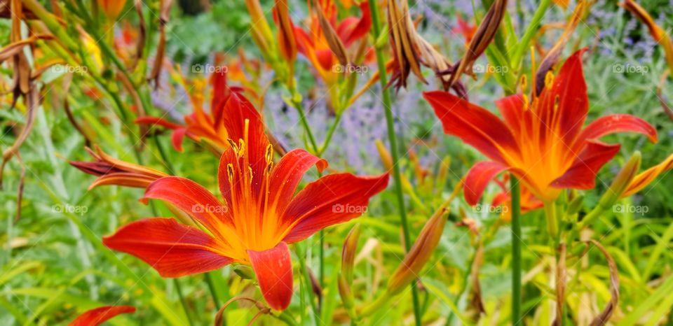 Beautiful Lily flowers