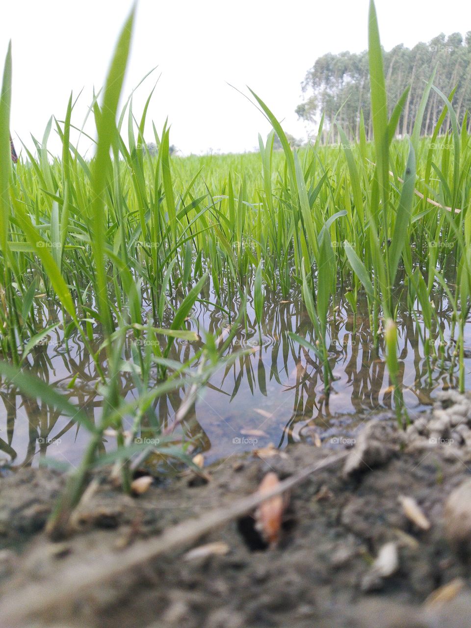 rice seeds nursery growing in water field