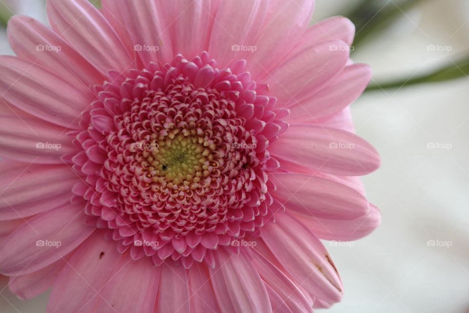 Pink flower