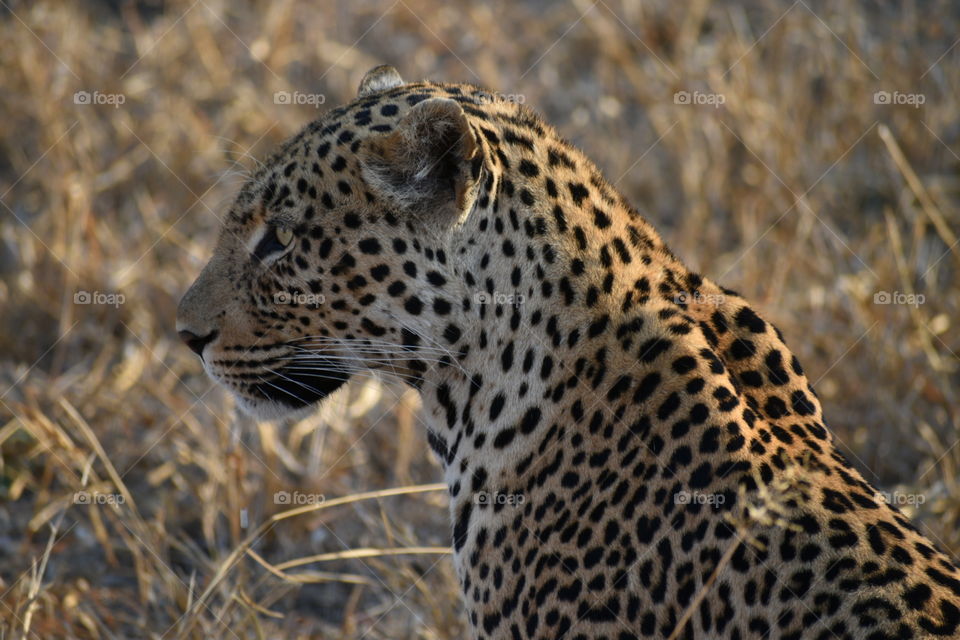 Leopard - Kruger National Park 