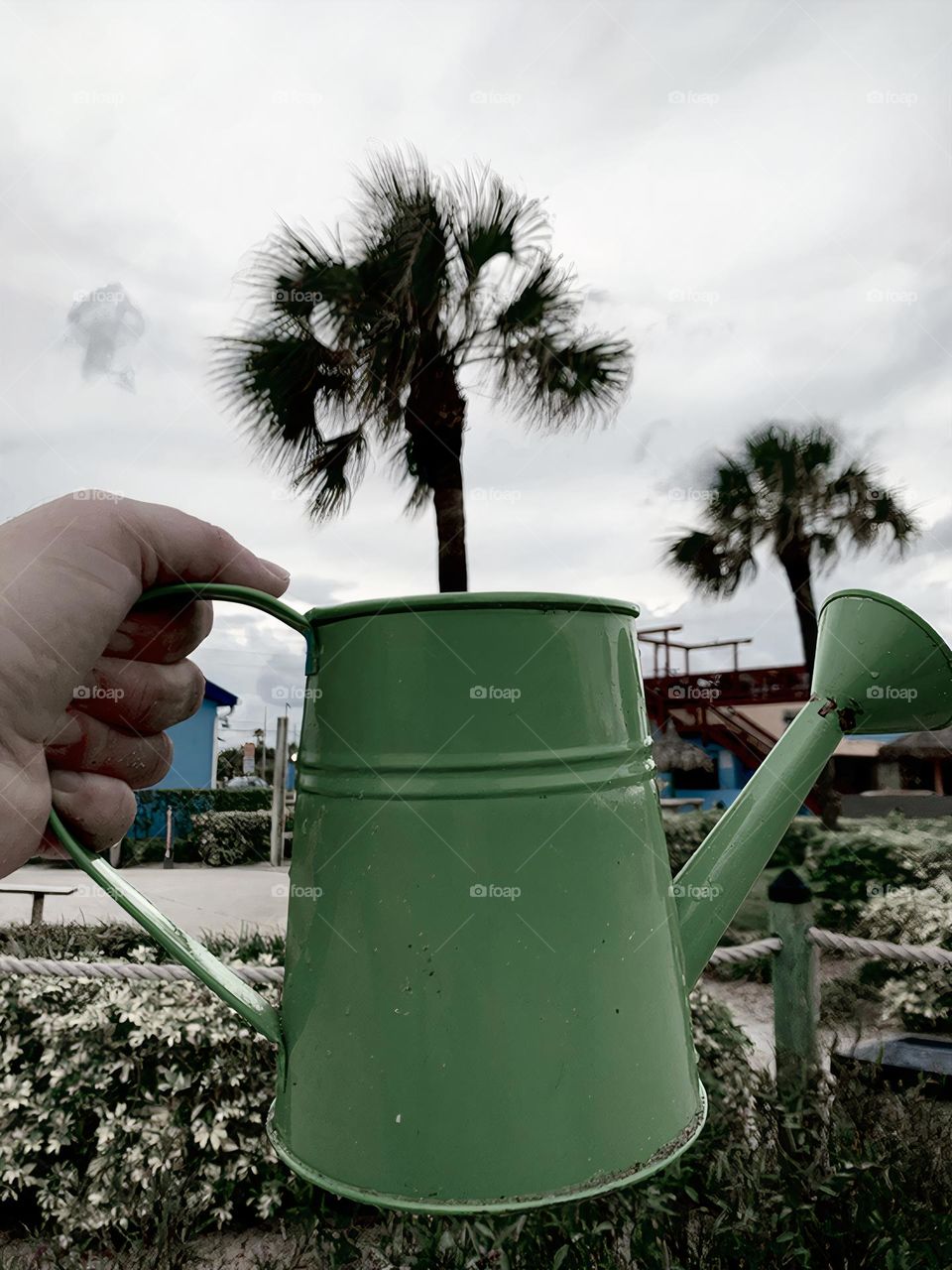 Palm Tree Seems To Have Grown In The Green Watering Can Held By The Hand In Florida.