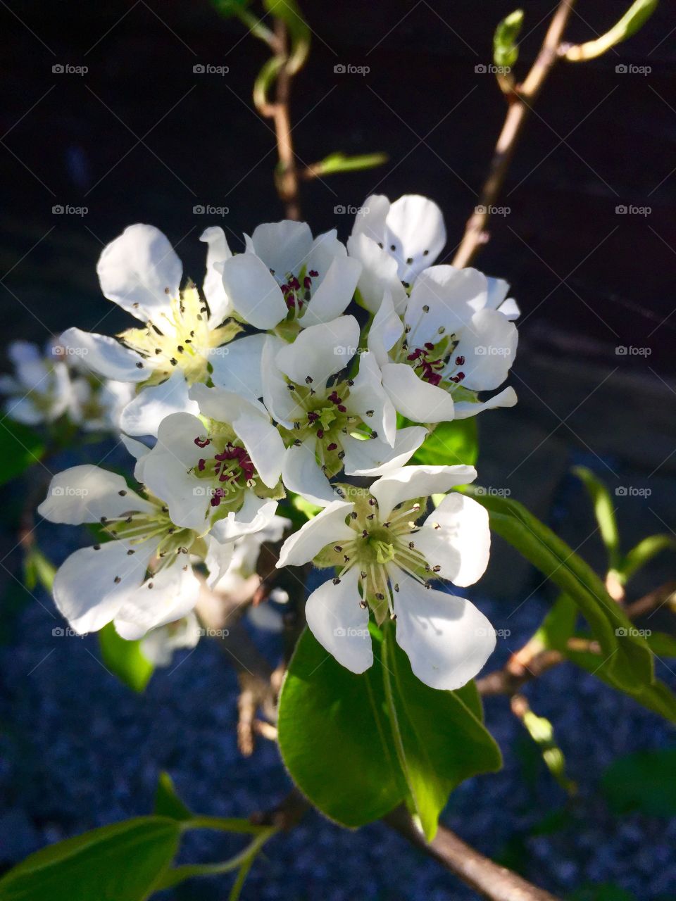 Pear tree flowers