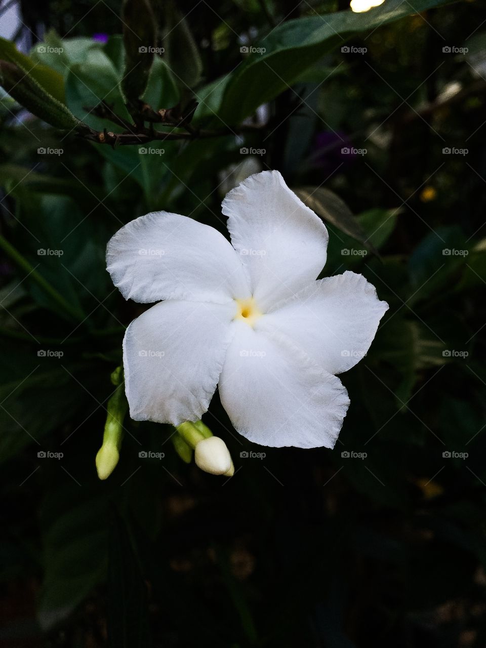 White flower