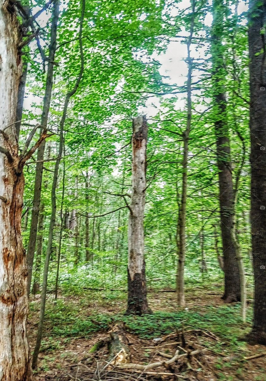 Standing Alone in the Forest