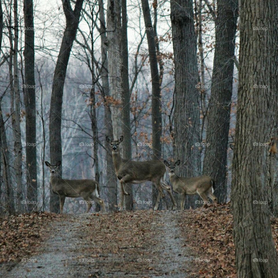 Walking down the driveway and posing for a family portrait