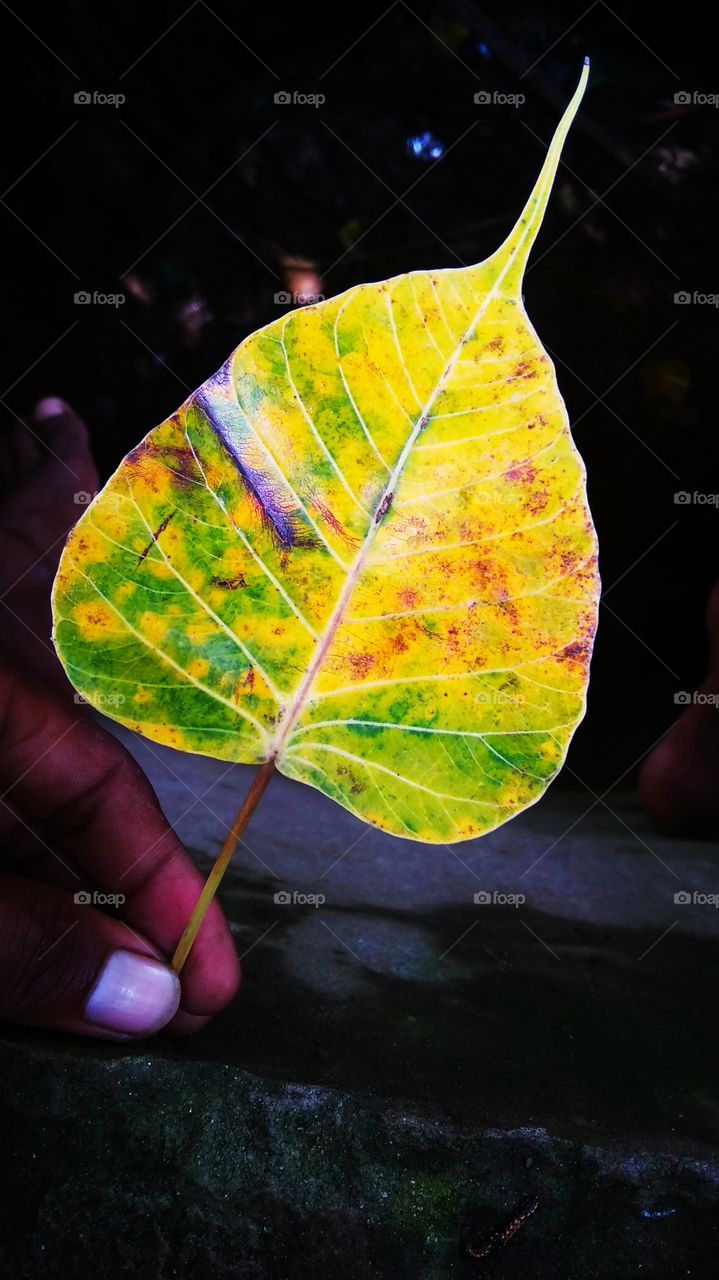 leaf of peepal