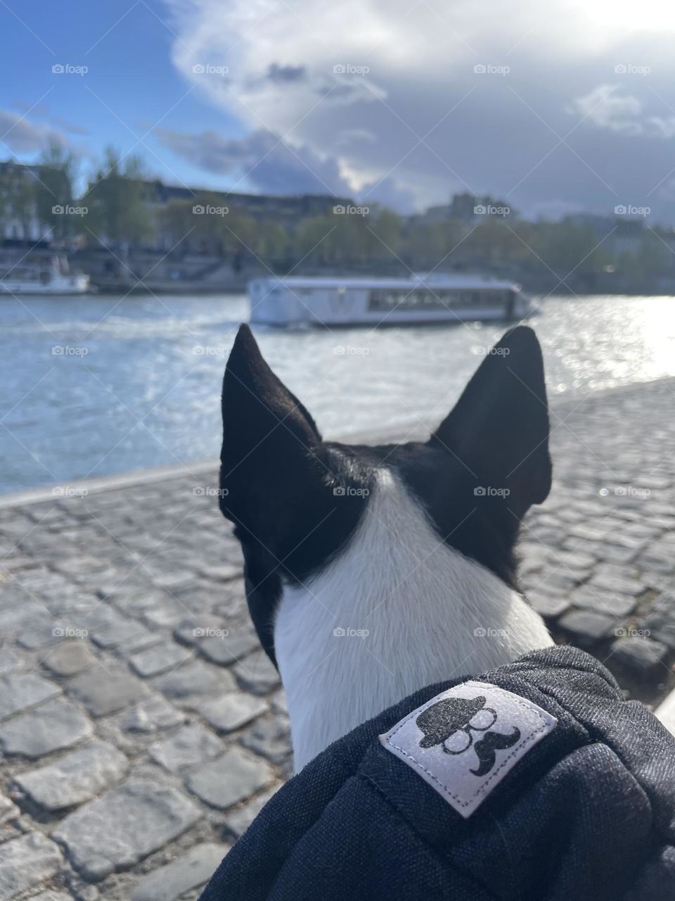 My Boston Terrier and Sena River 