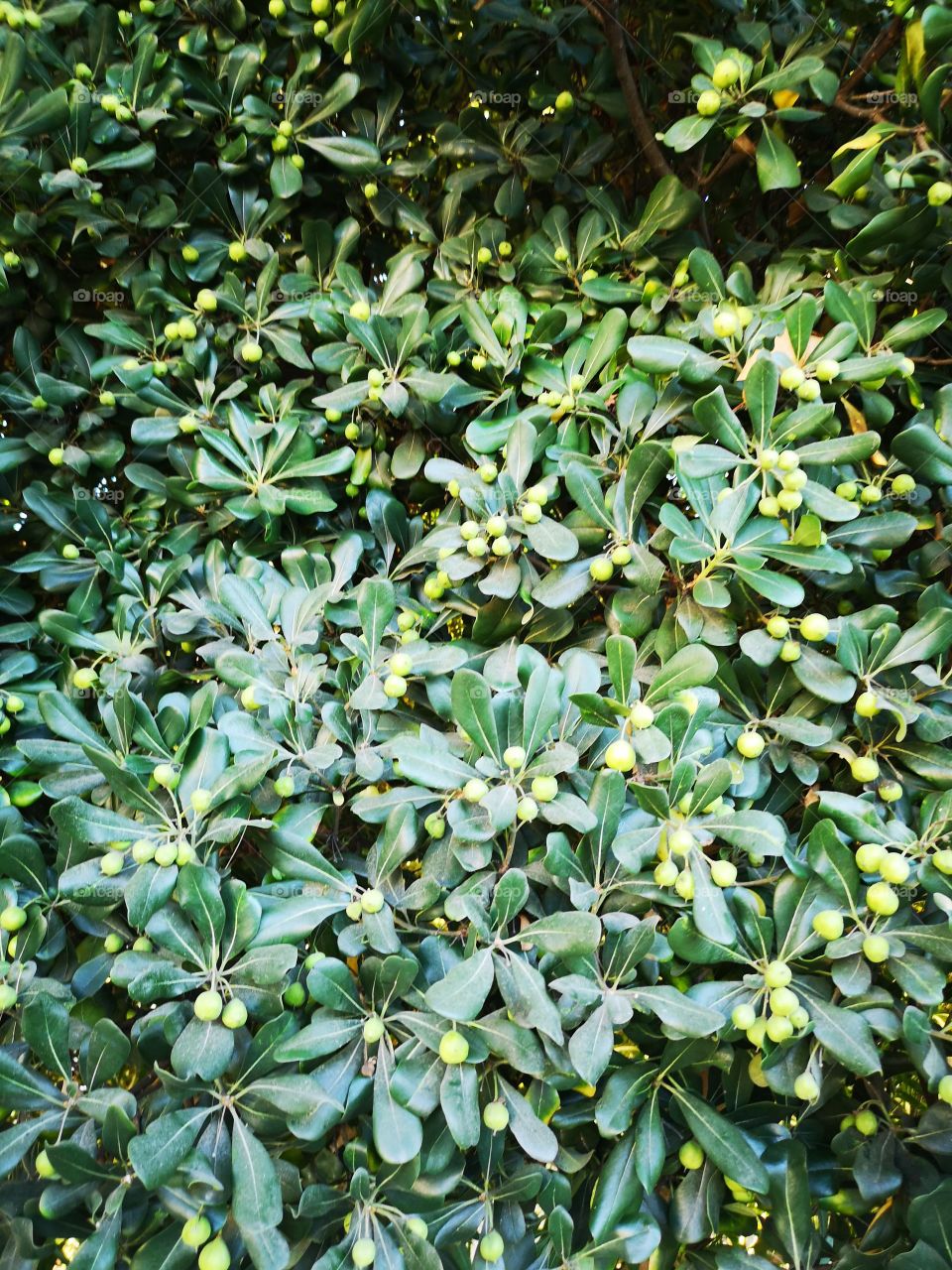 Foliage