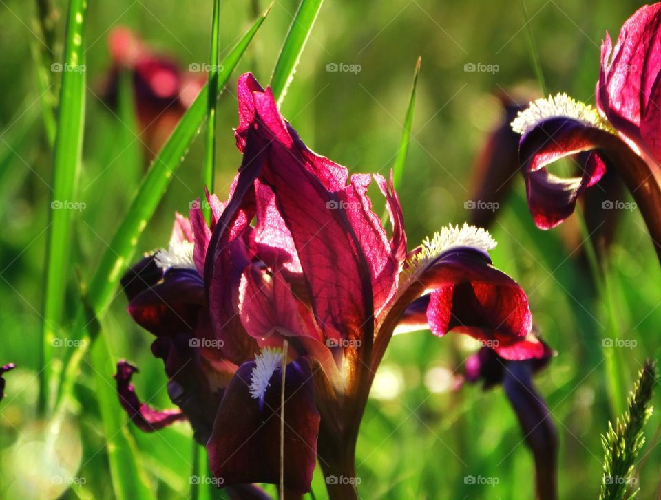 Beautiful flowers