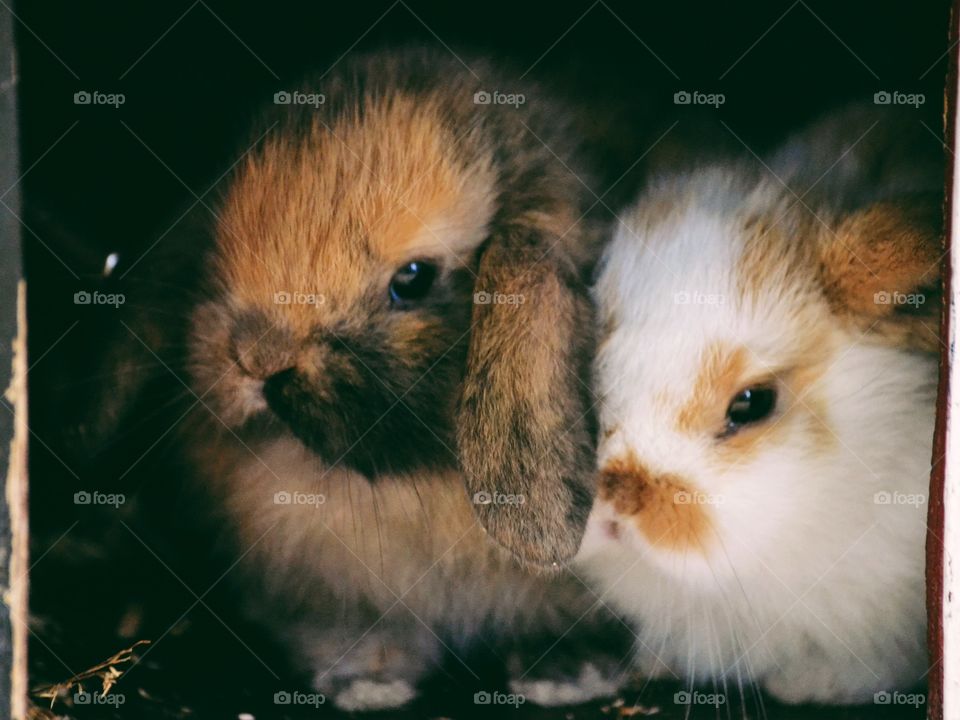 Two cute and small rabbits