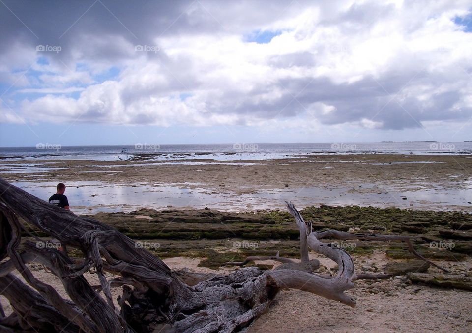 Log on Beach at Low Tide