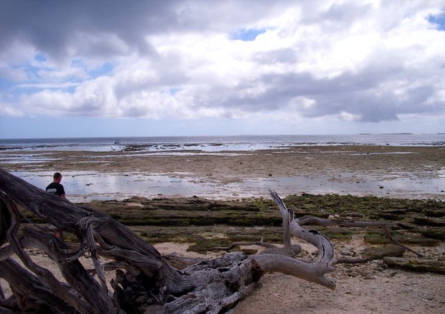 Log on Beach at Low Tide