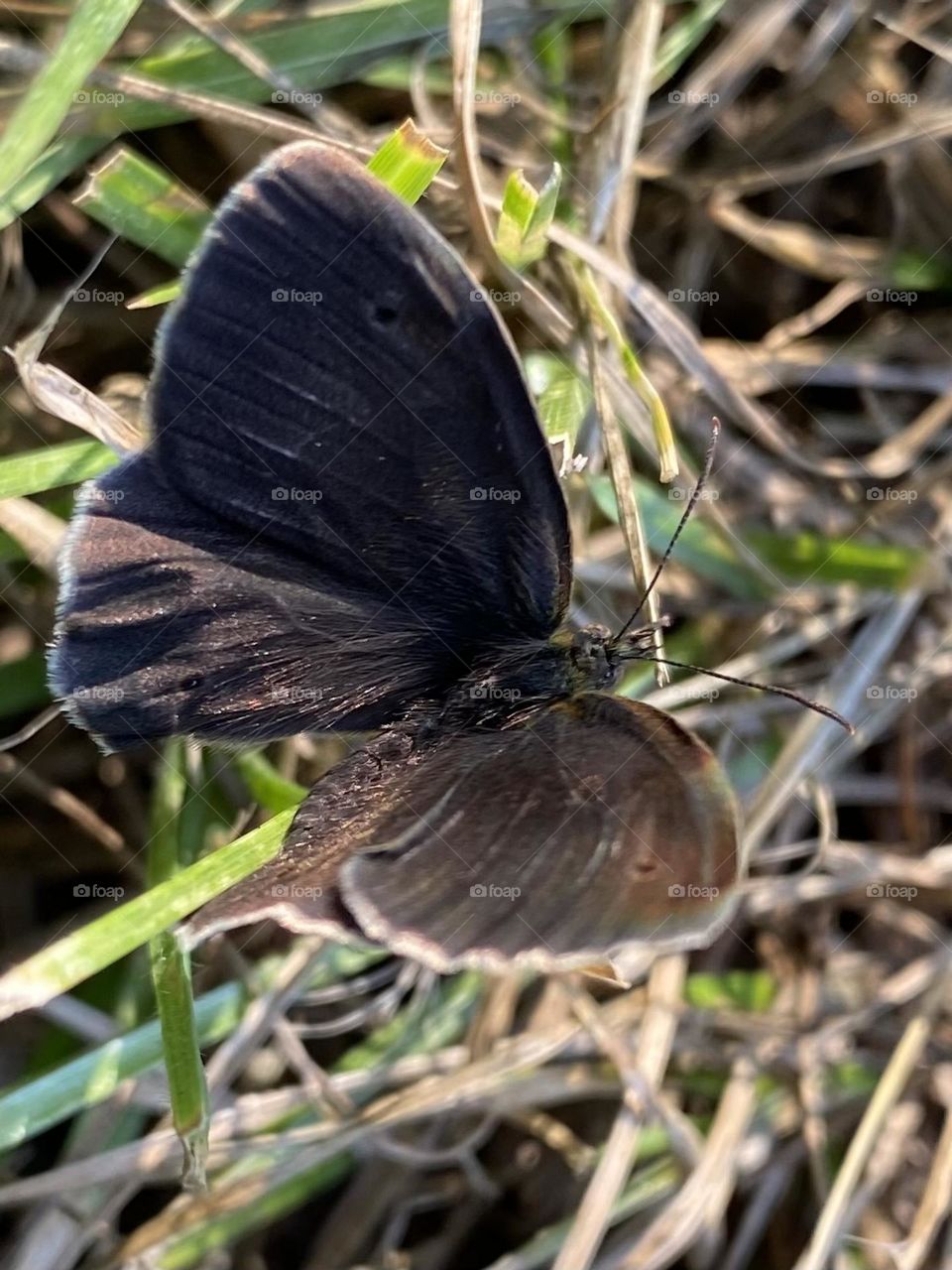 Black Butterfly 
