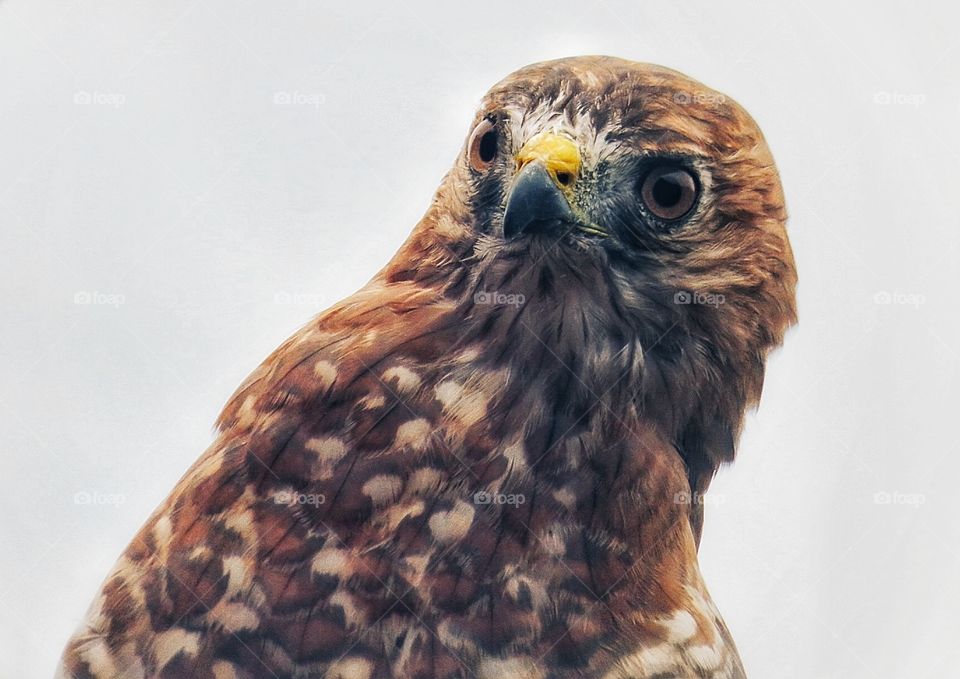 Chouette à voir St-Jude Québec 