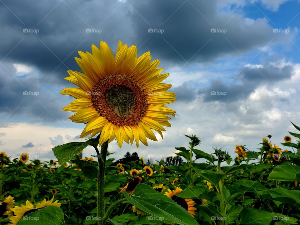 sunflower