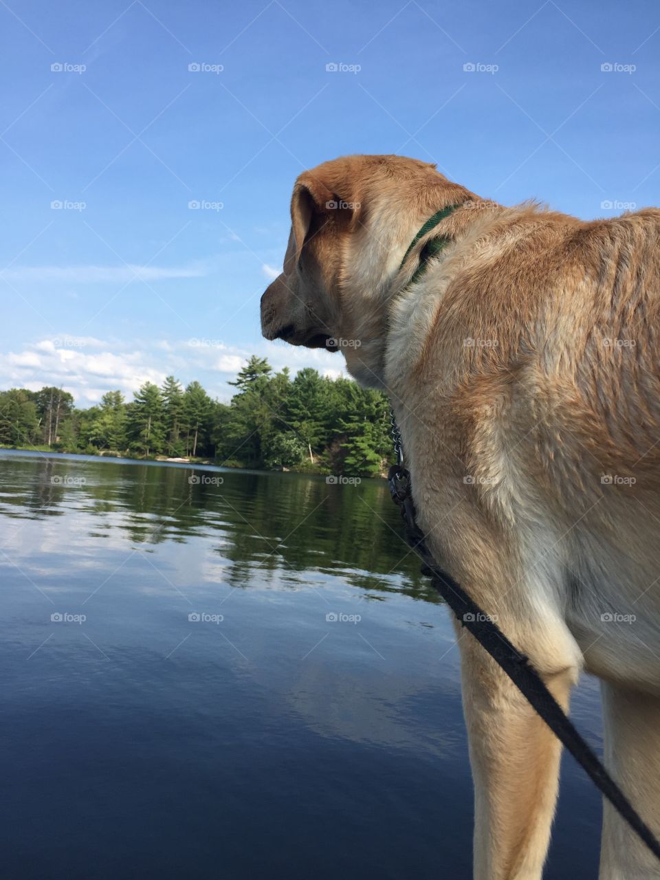 Dog Overlooking Water