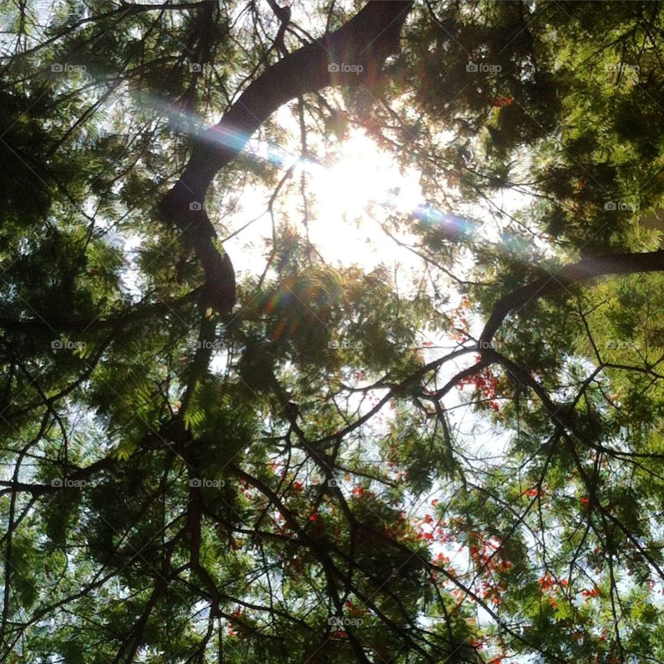 raylight and Flamboyant