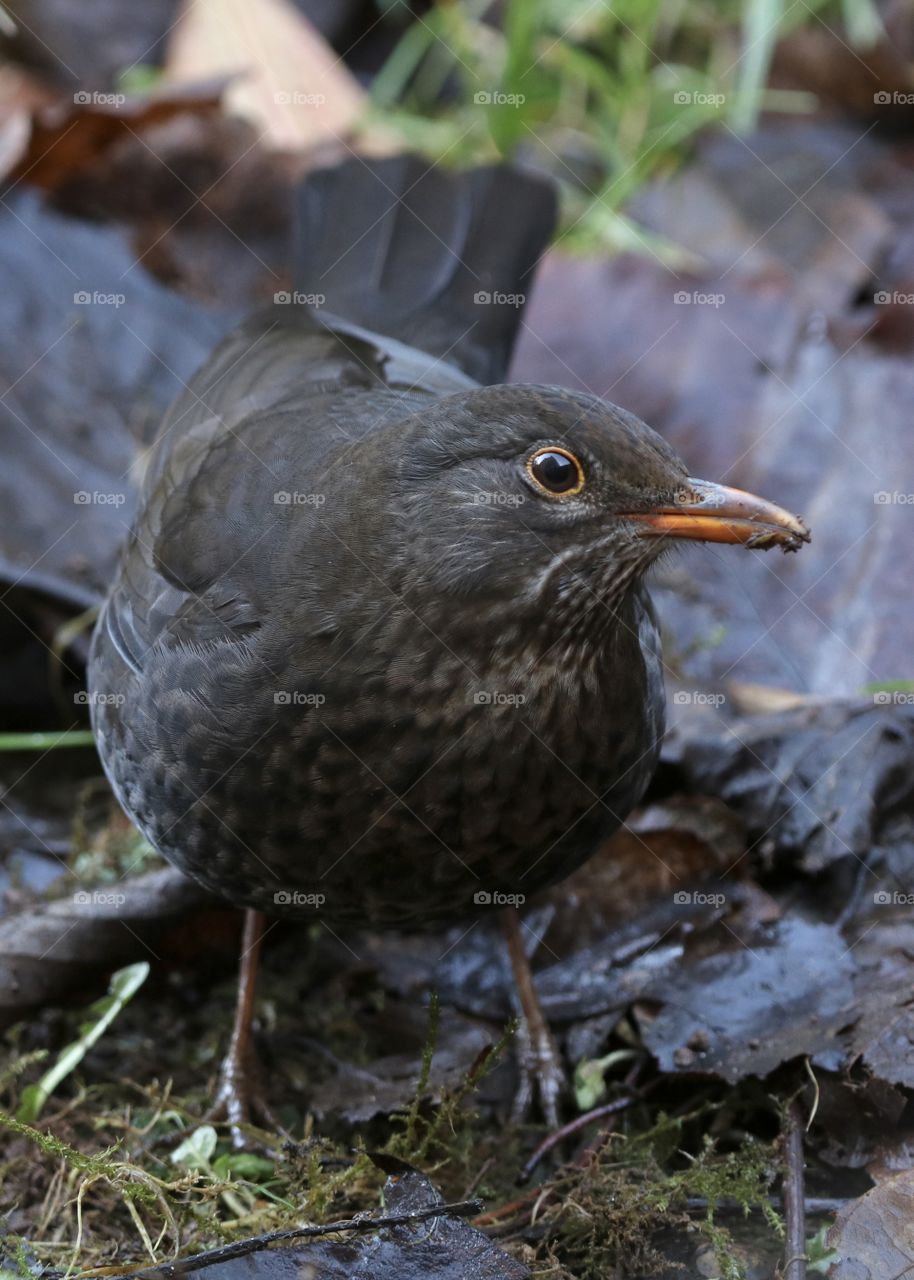 female blackbird between leaves looking for worms