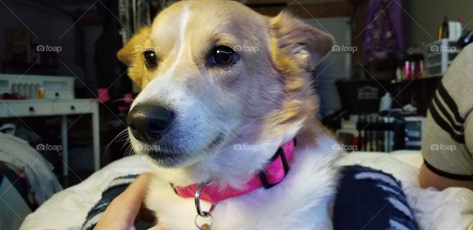 Spring walk with your dog!