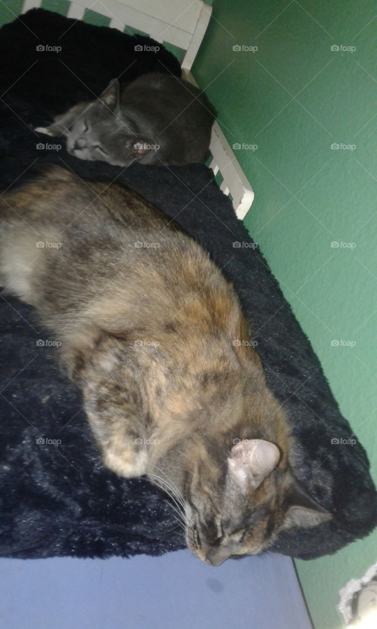 sleepy kitties