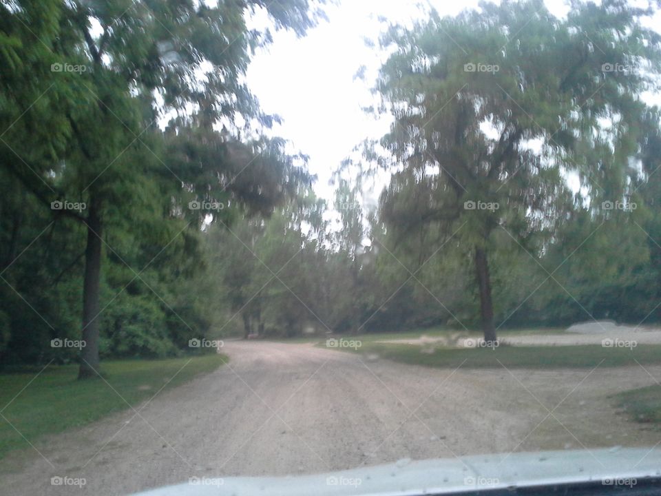 Tree lined gravel road