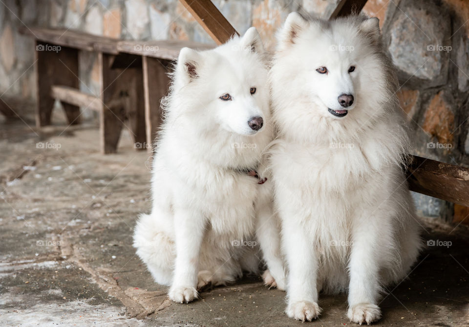 Two White Siberian Husky Dogs
