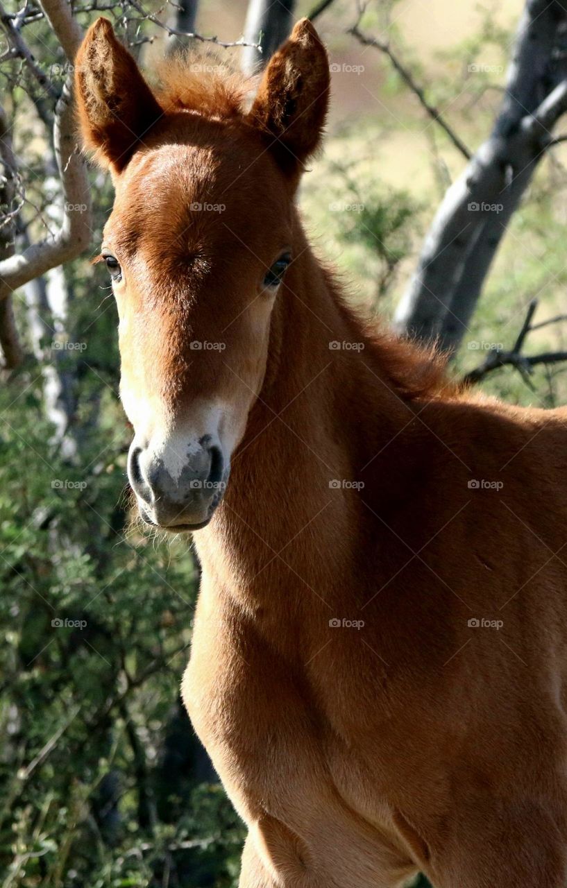 A Wild Colt Named Strider
